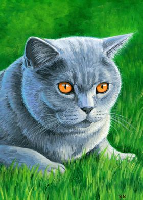 Grey British Shorthair Cat