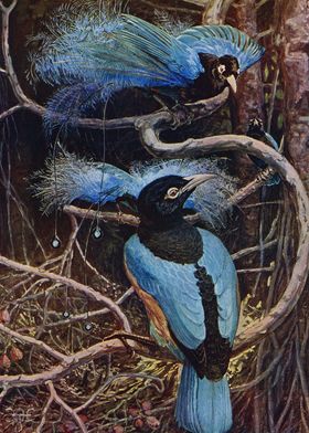 Blue Paradise Birds 