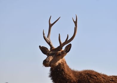 venado