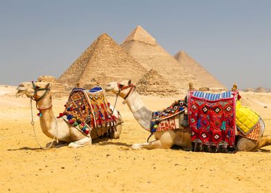 Pyramids and Camels Giza