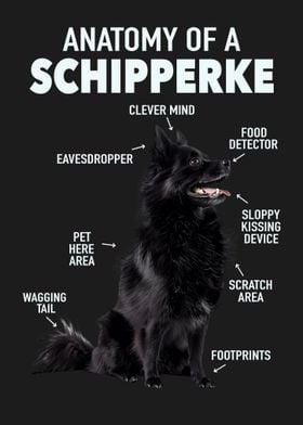 Schipperke