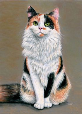 Calico Cat