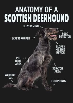 Scottish deerhound