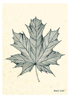 maple leaf pen drawing