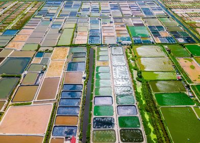 Shrimp breeding farms