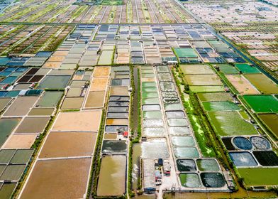 Colorful shrimp farms