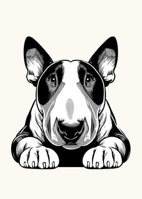 Bull Terrier