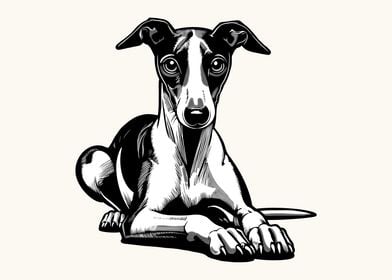 Whippet