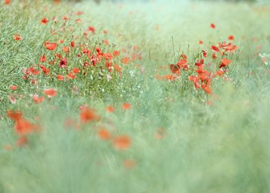 Red poppy flowers in lea