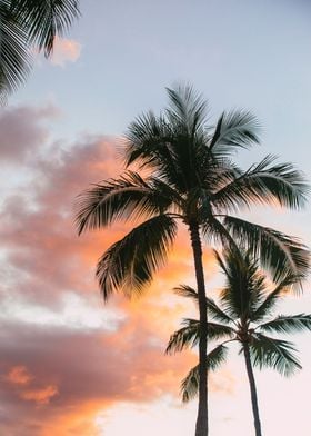 Palm Trees Oahu Hawaii