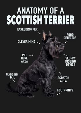 Scottish terrier