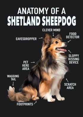 Shetland sheepdog