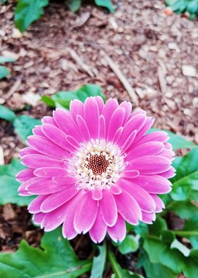 Gerbera Daisy 