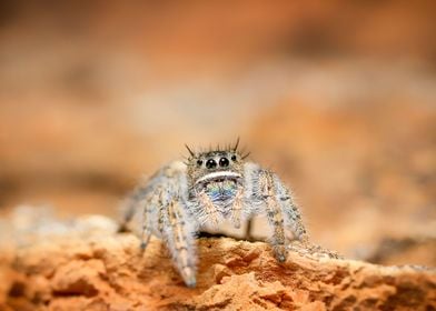 Phidippus texanus spider 