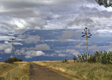 African plain