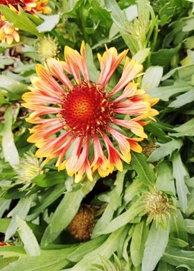 Blanket Flower