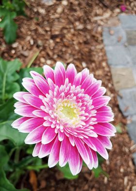 Gerbera Daisy