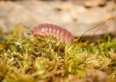 Armadillo officinali Brown