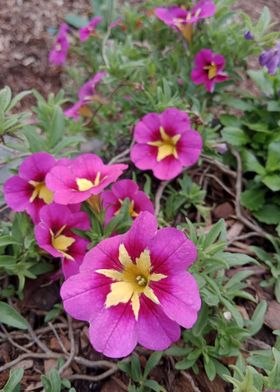 Trailing Petunia