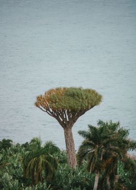 Dragon Tree by Sea