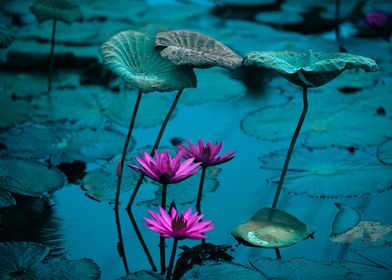 water lilies and lotus