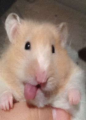 Hamster Meme