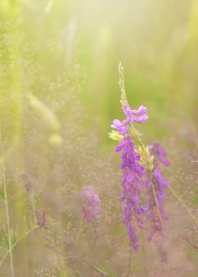 Pink wildflowers in meadow