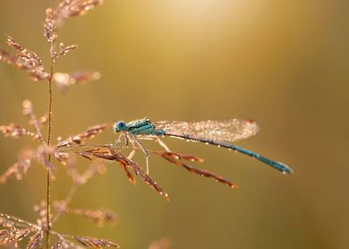 Dragonfly