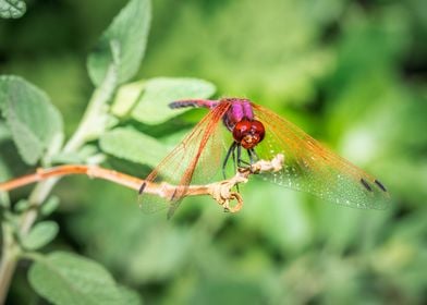 Red dragonfly