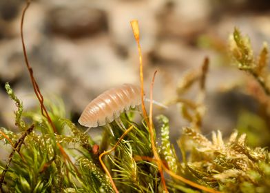 Armadillidium Albino terra