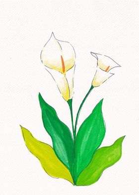 tulip flowers