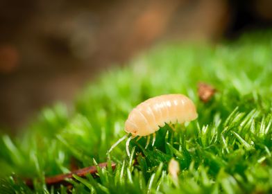 Armadillidium Albino terra