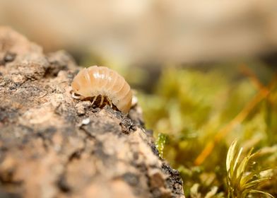 Armadillidium Albino terra