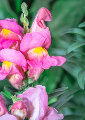 Pink snapdragon