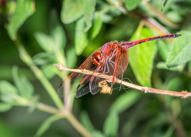 Redveined Dragonfly