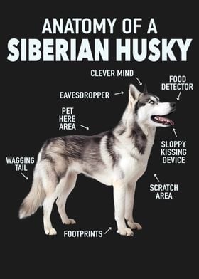 Siberian husky