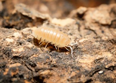 Armadillidium Albino terra