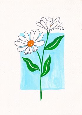 daisy flowers