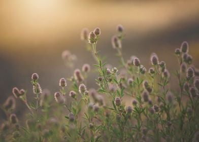 Summer meadow