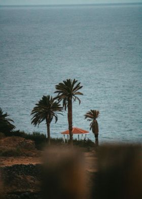Coastal Palm Oasis
