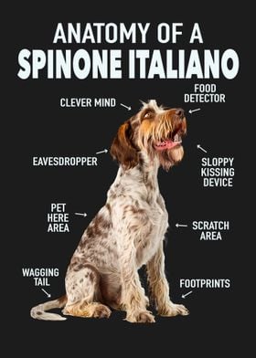 Spinone italiano