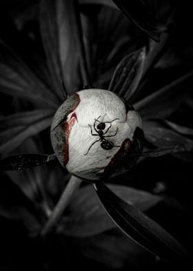 Ant Discovering Peony Bud