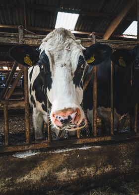 Holstein cow in the stable