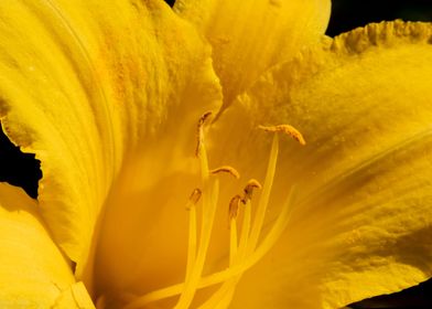 Yellow daylily on black