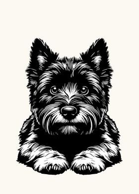 Cairn Terrier