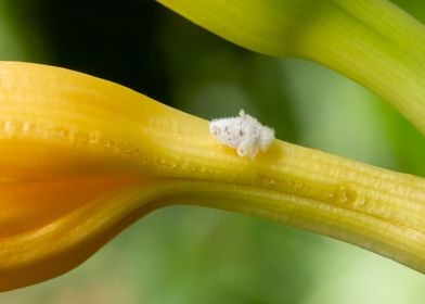 Planthopper nymph on lily