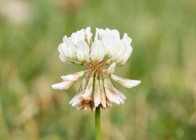 White clover flower macro