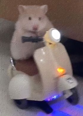 Hamster Meme