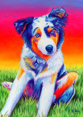 Rainbow Aussie Shepherd