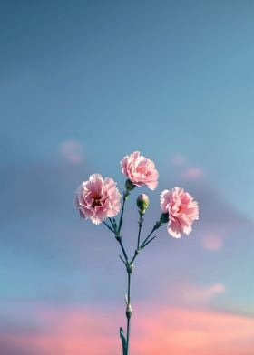 Minimal Flowers Carnations